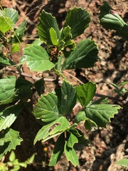 Rhoicissus tridentata