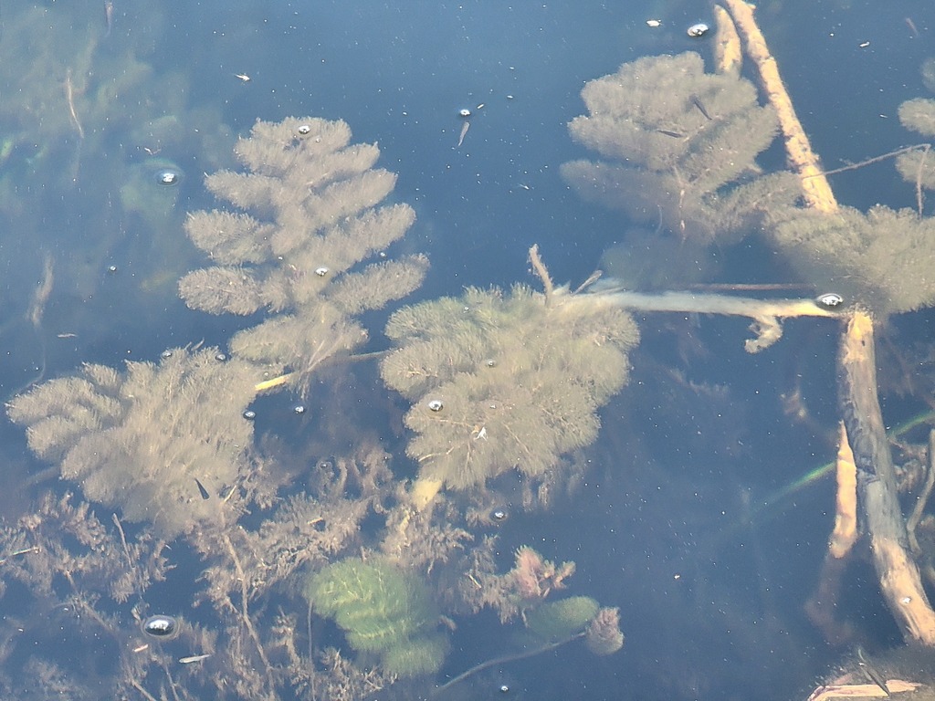 Utricularia foliosa L. 4