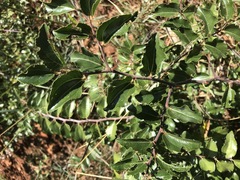 Ziziphus mucronata