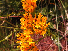 Sebaea sedoides