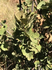 Dombeya rotundifolia