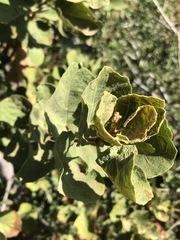 Dombeya rotundifolia
