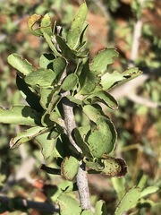 Ehretia rigida