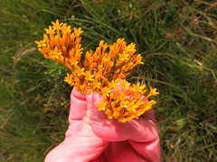 Sebaea sedoides