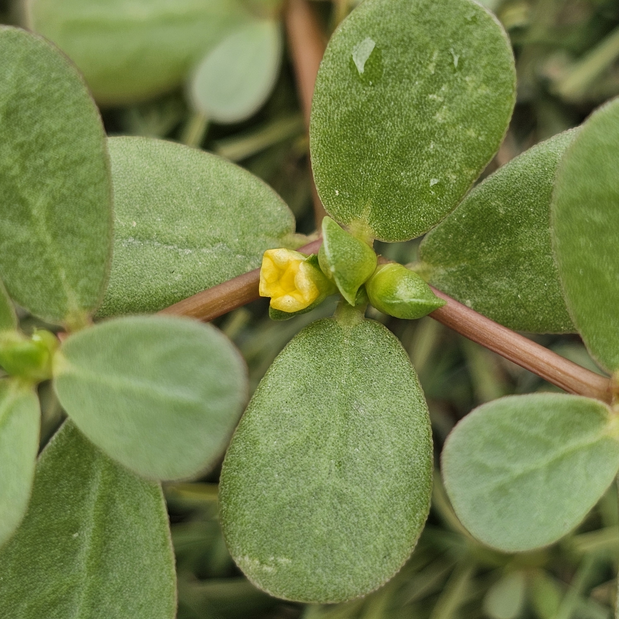 Imagem de Portulaca