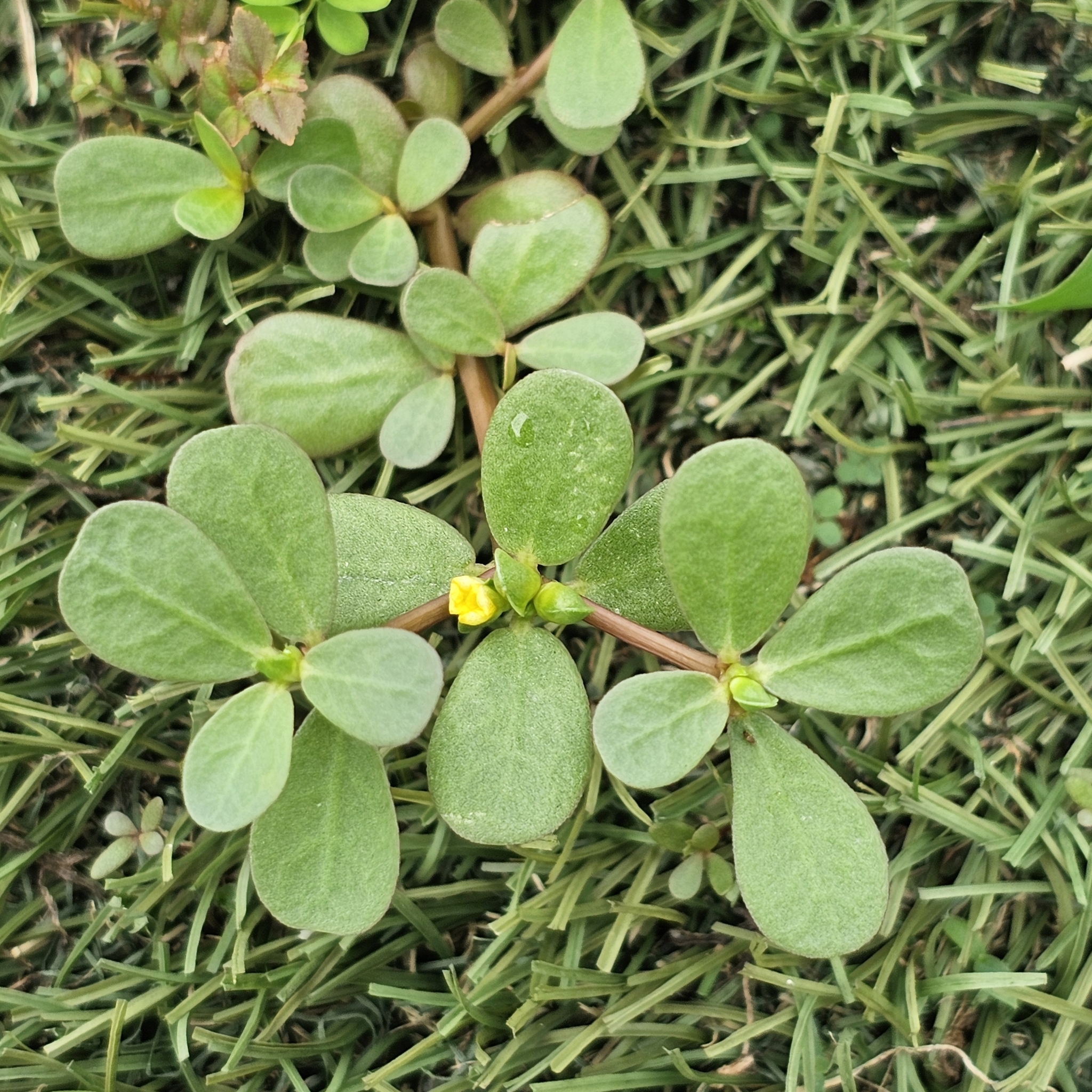 Imagem de Portulaca