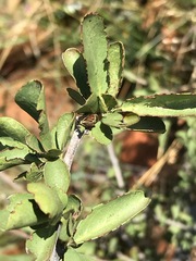 Ehretia rigida