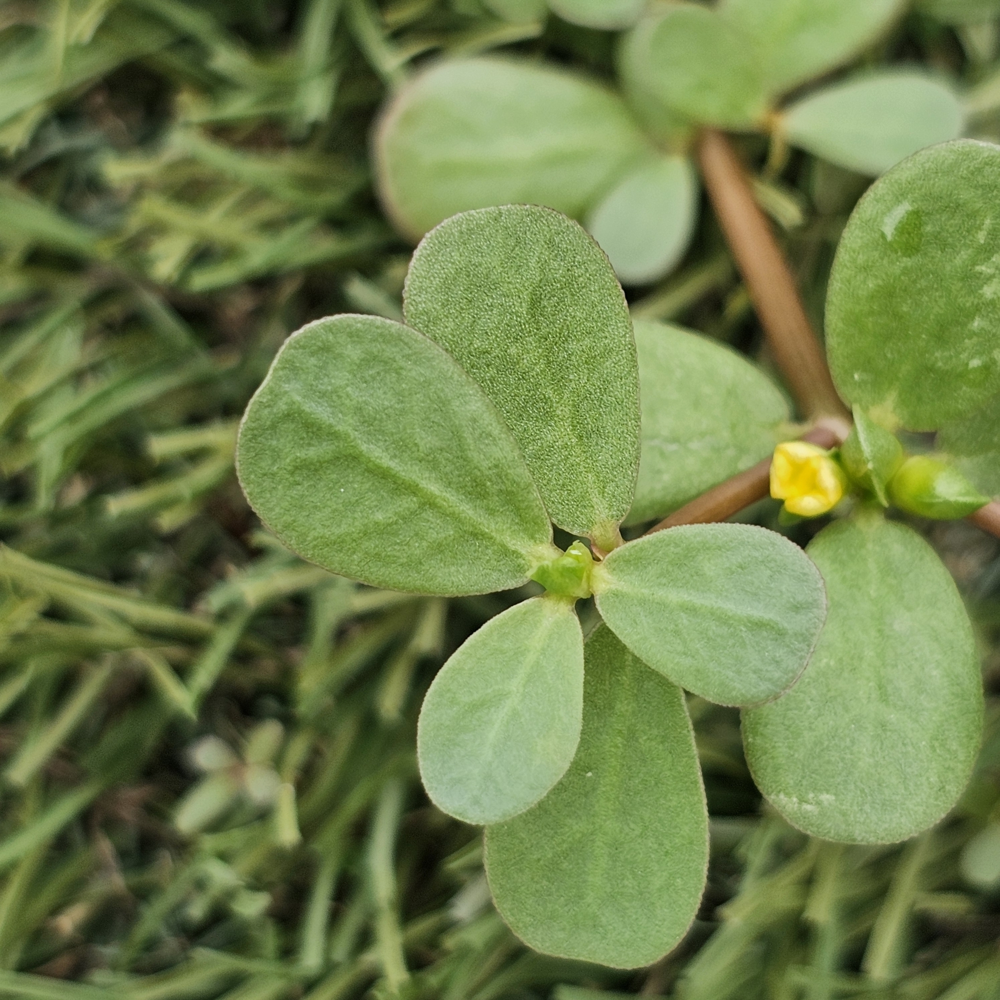 Imagem de Portulaca