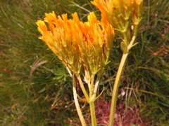 Sebaea sedoides