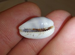 Palmadusta asellus