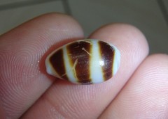 Palmadusta asellus