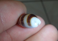 Palmadusta asellus