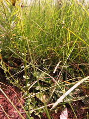 Sebaea sedoides