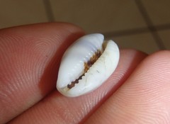 Palmadusta asellus