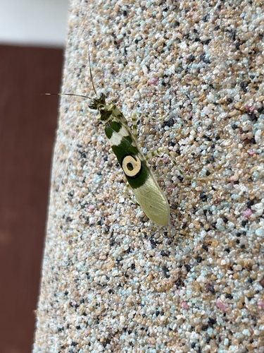 Common Spiny Flower Mantis