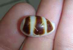 Palmadusta asellus