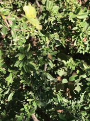 Gymnosporia polyacantha