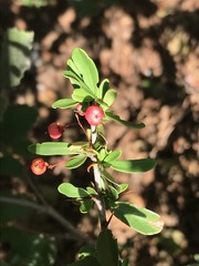 Gymnosporia polyacantha
