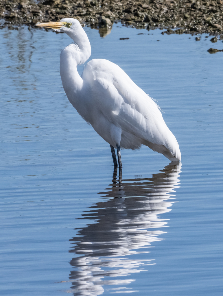 Great Egret From Collier County FL USA On January 1 2024 At 02 43 PM   Large 