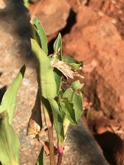 Commelina africana barberae