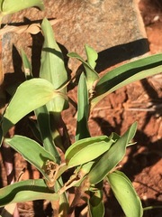 Commelina africana barberae