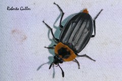 Oxelytrum discicolle