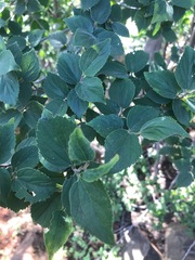 Celtis africana