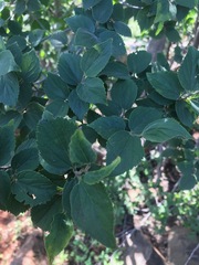 Celtis africana