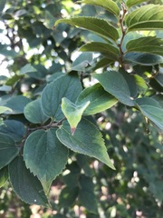 Celtis africana