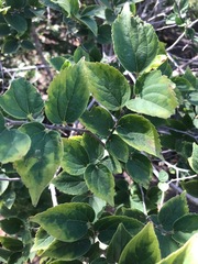 Celtis africana
