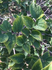 Celtis africana
