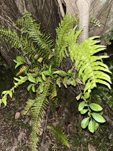 Foto de Samambaia americana