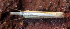 Crambus girardellus