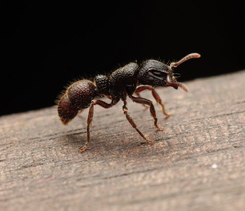 Heteroponera relictaHeteroponera relicta