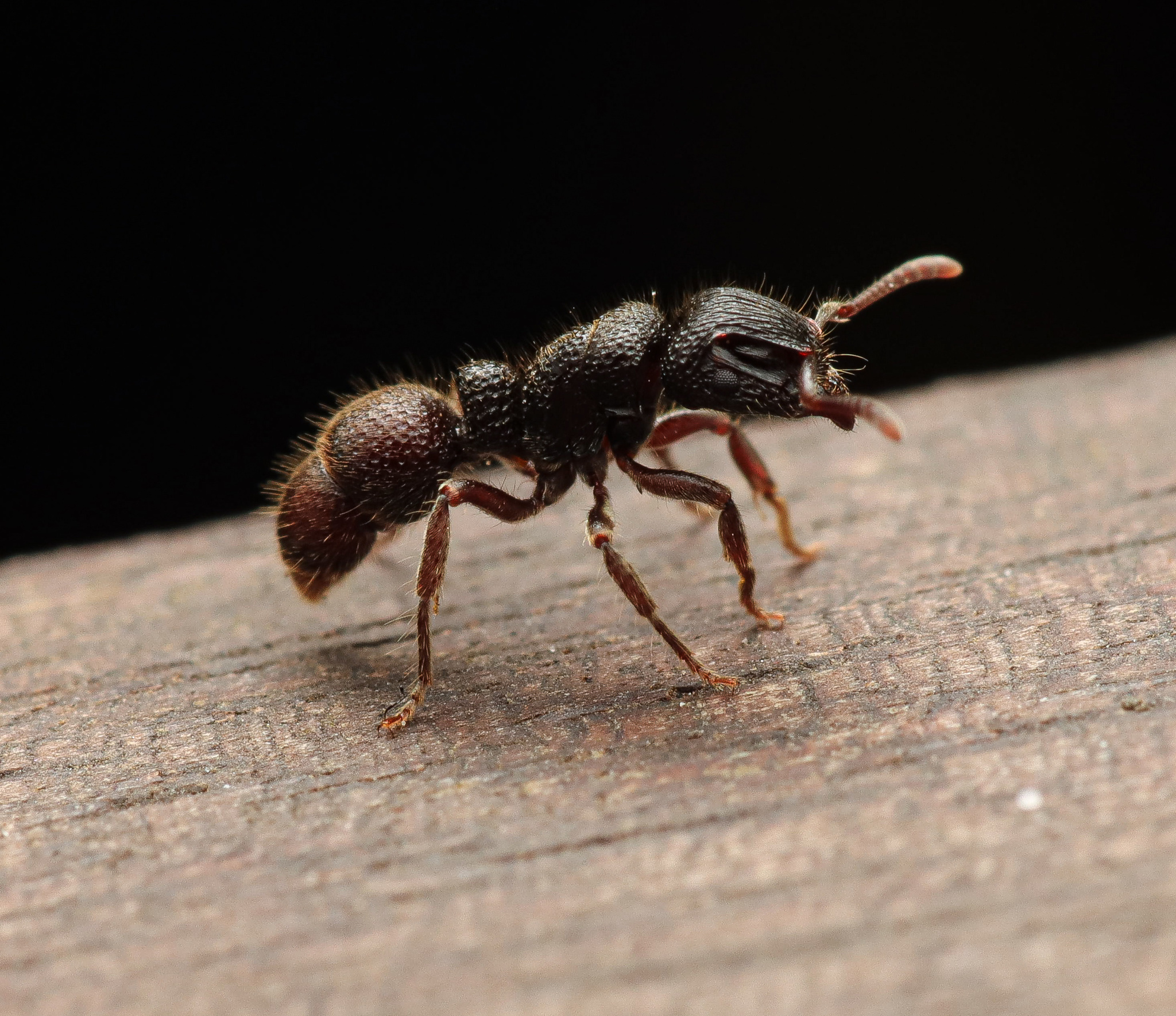 Heteroponera relicta