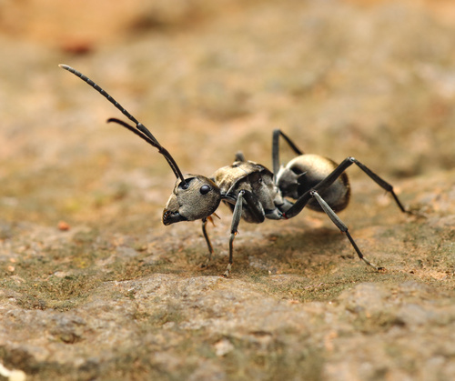弗氏多刺蚁Polyrhachis foreli