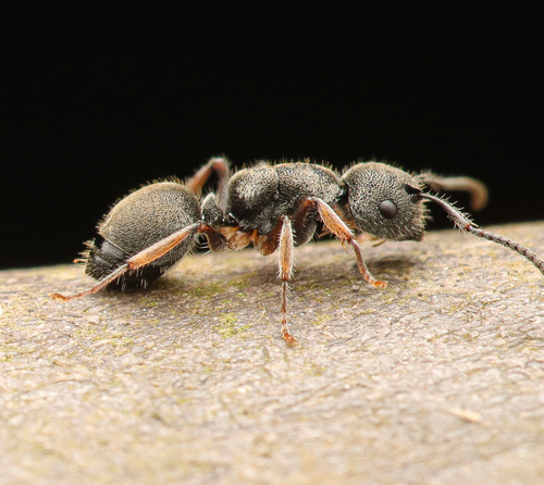 Echinopla australisEchinopla australis