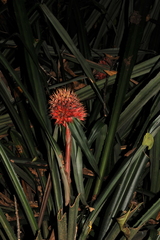 Aechmea magdalenae image