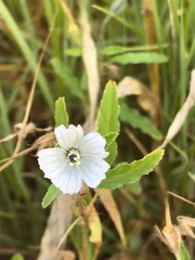 Monsonia burkeana