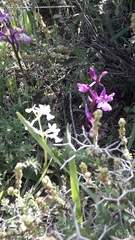 Orchis anatolica