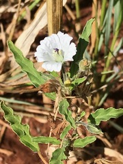 Monsonia burkeana