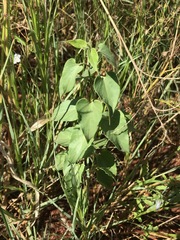 Pentarrhinum insipidum