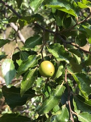 Ziziphus mucronata