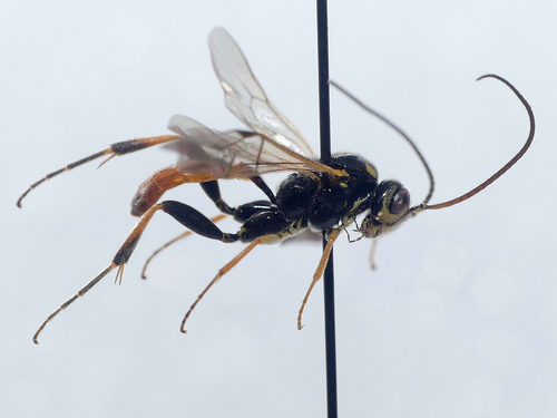 Bremiella pulchella