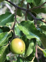 Ziziphus mucronata
