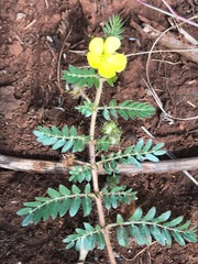 Tribulus terrestris