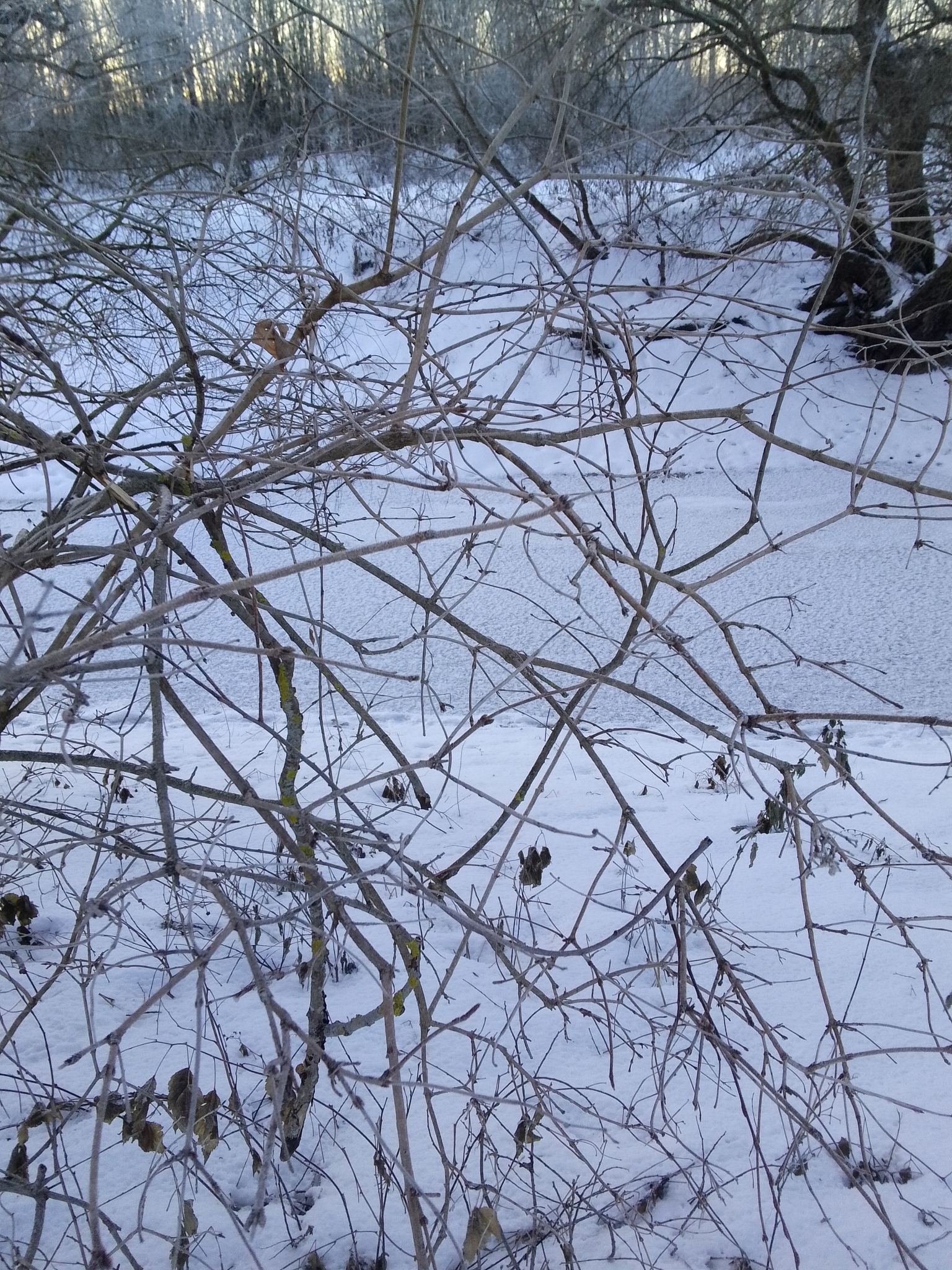 Imagem de Bola-de-neve