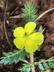 Tribulus terrestris