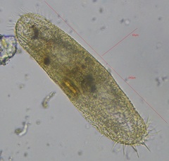Ciliophora