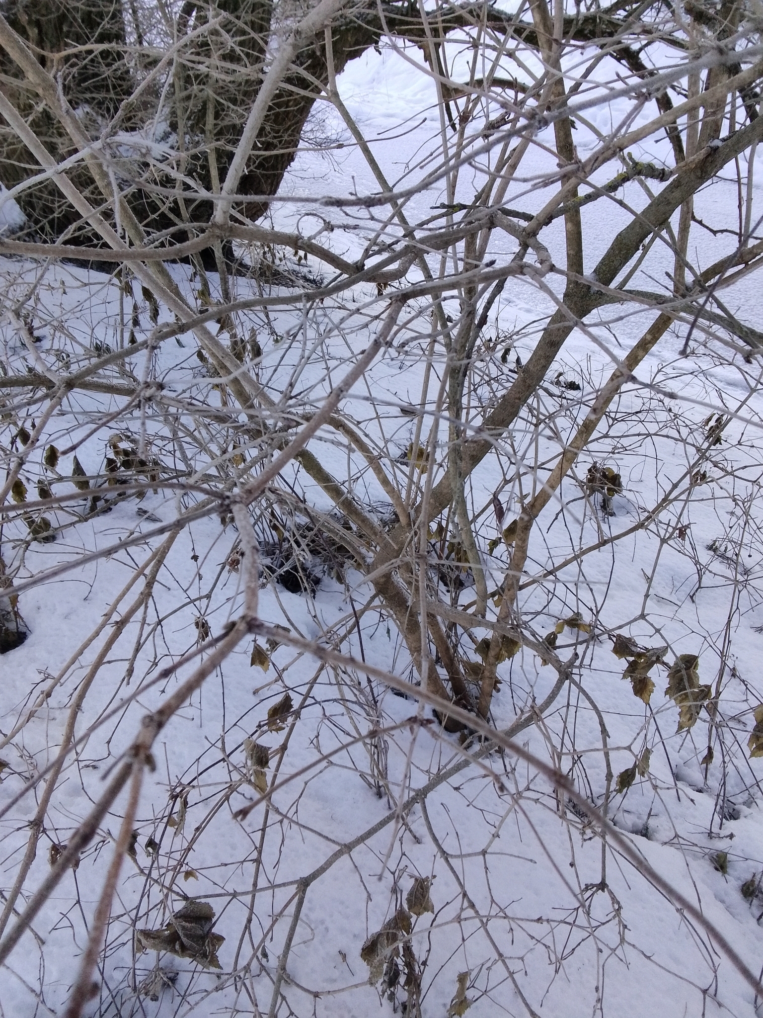 Imagem de Bola-de-neve